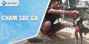 Các Giống Gà Đá Hay Nhất Hiện Nay - Cập Nhật 2025